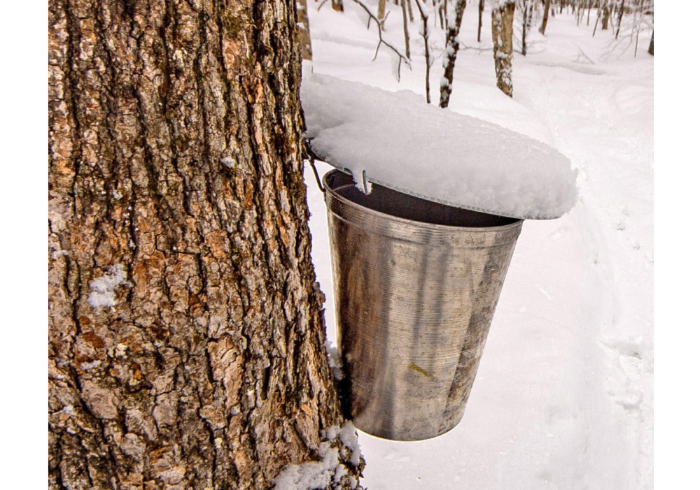 Cabane à sucre